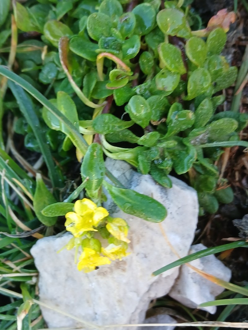 Alyssum wulfenianum photo 8