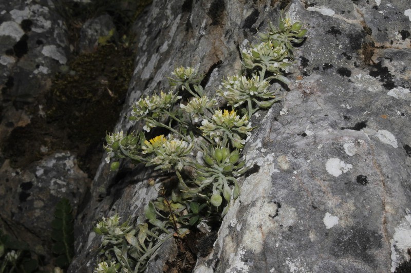 Alyssum xiphocarpum