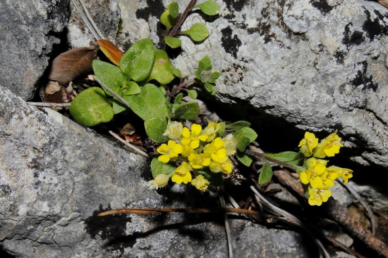Alyssum xiphocarpum photo 2
