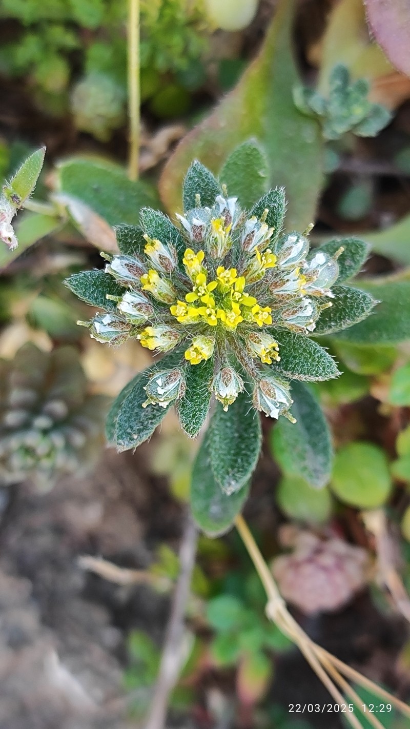 Alyssum xiphocarpum photo 3