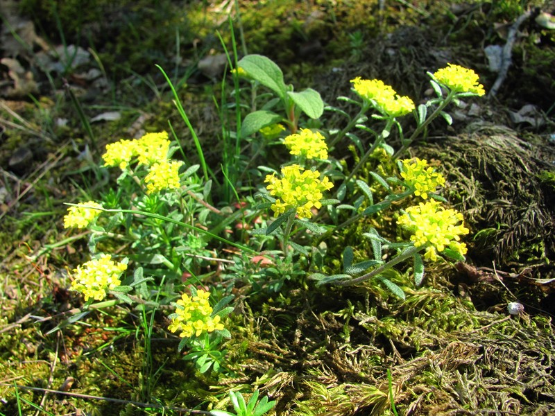 Alyssum xiphocarpum photo 4