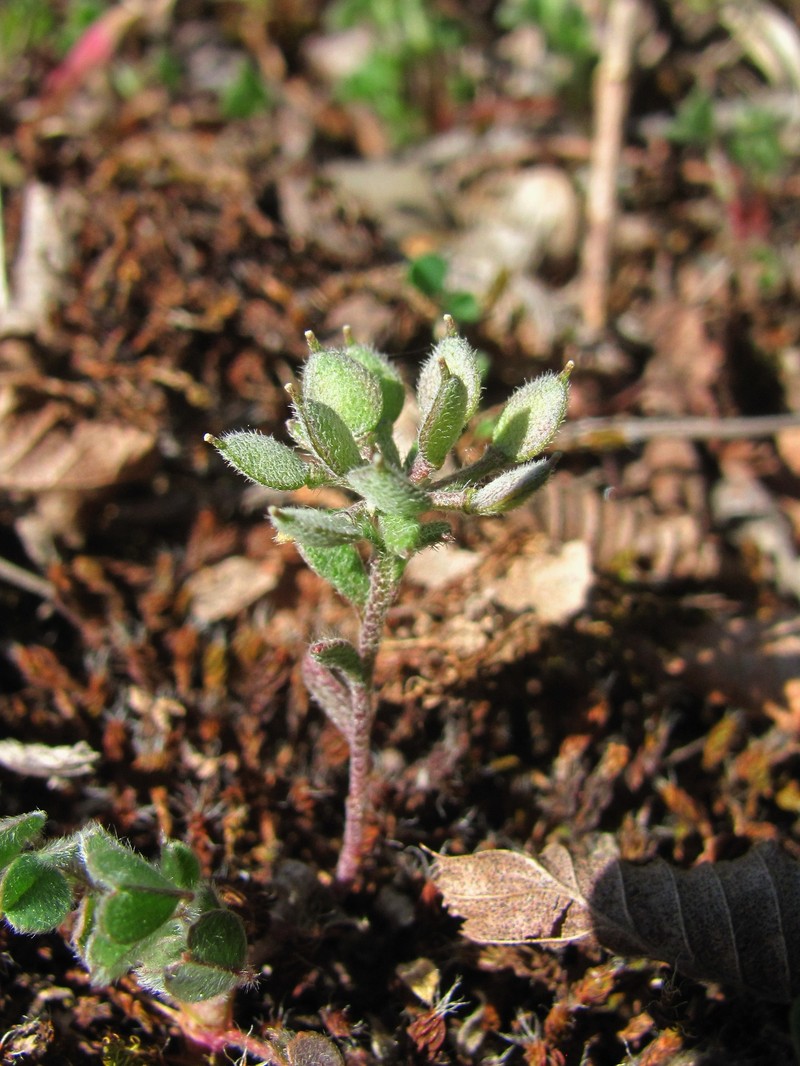 Alyssum xiphocarpum photo 5