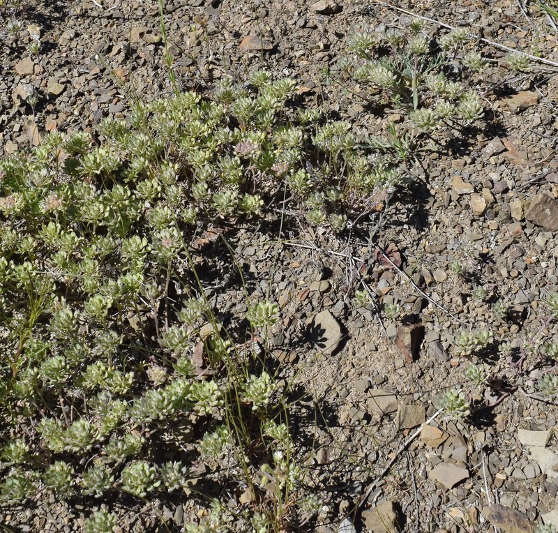 Alyssum xiphocarpum photo 6
