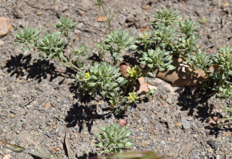 Alyssum xiphocarpum photo 7