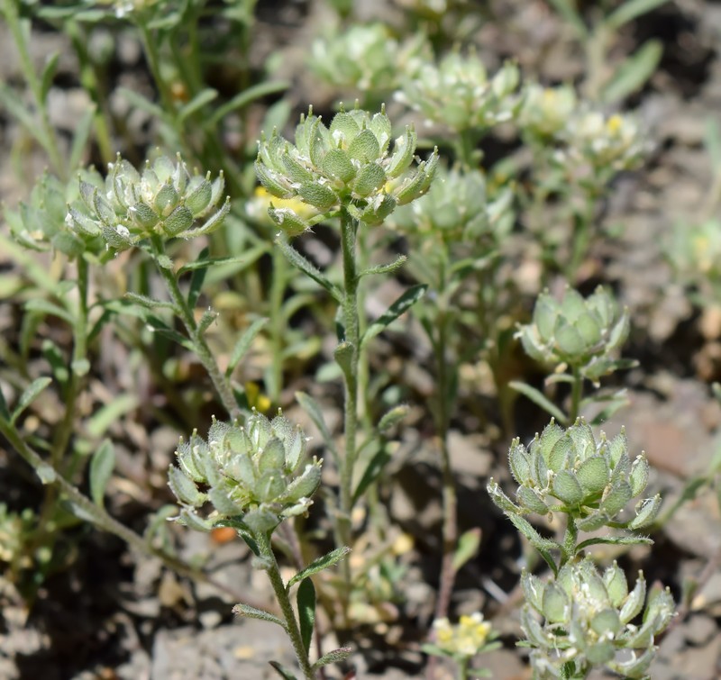 Alyssum xiphocarpum photo 8