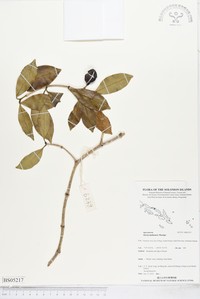 Alyxia acuminata