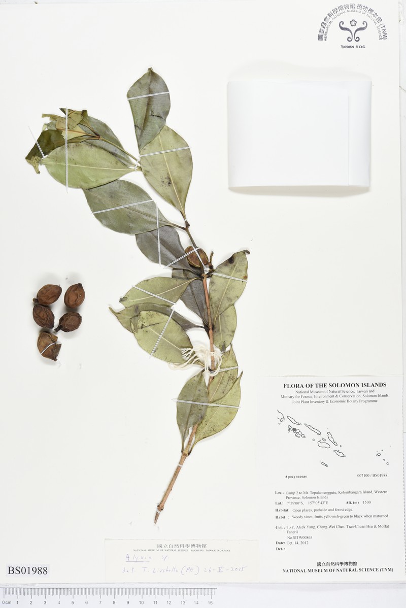 Alyxia acuminata photo 2