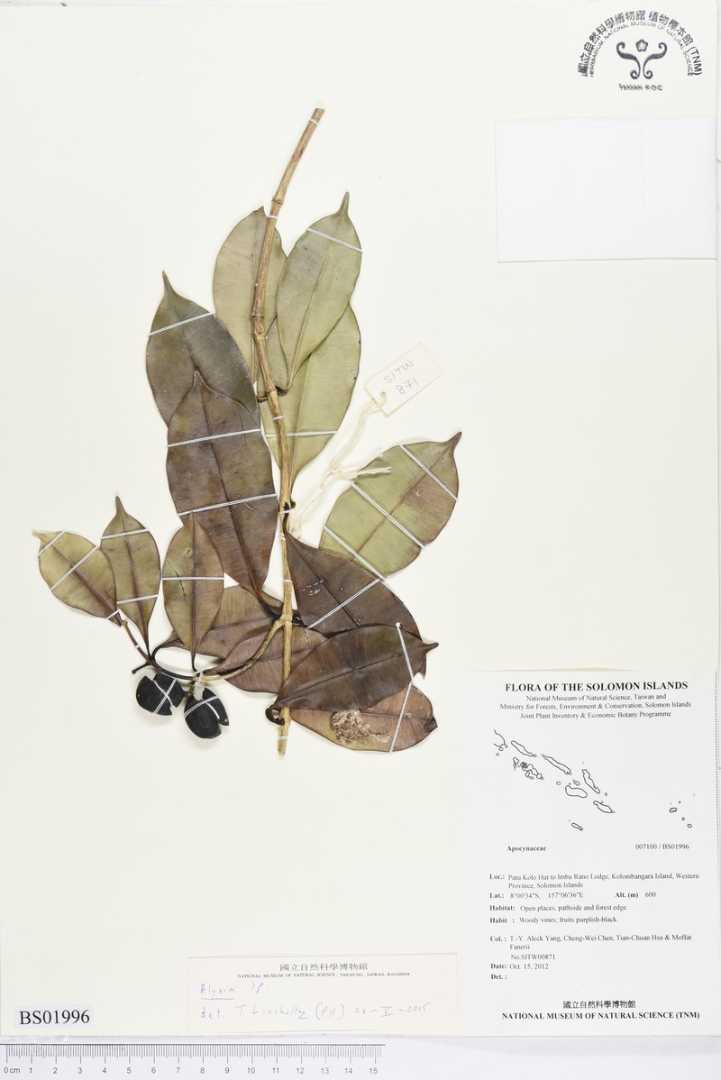 Alyxia acuminata photo 3
