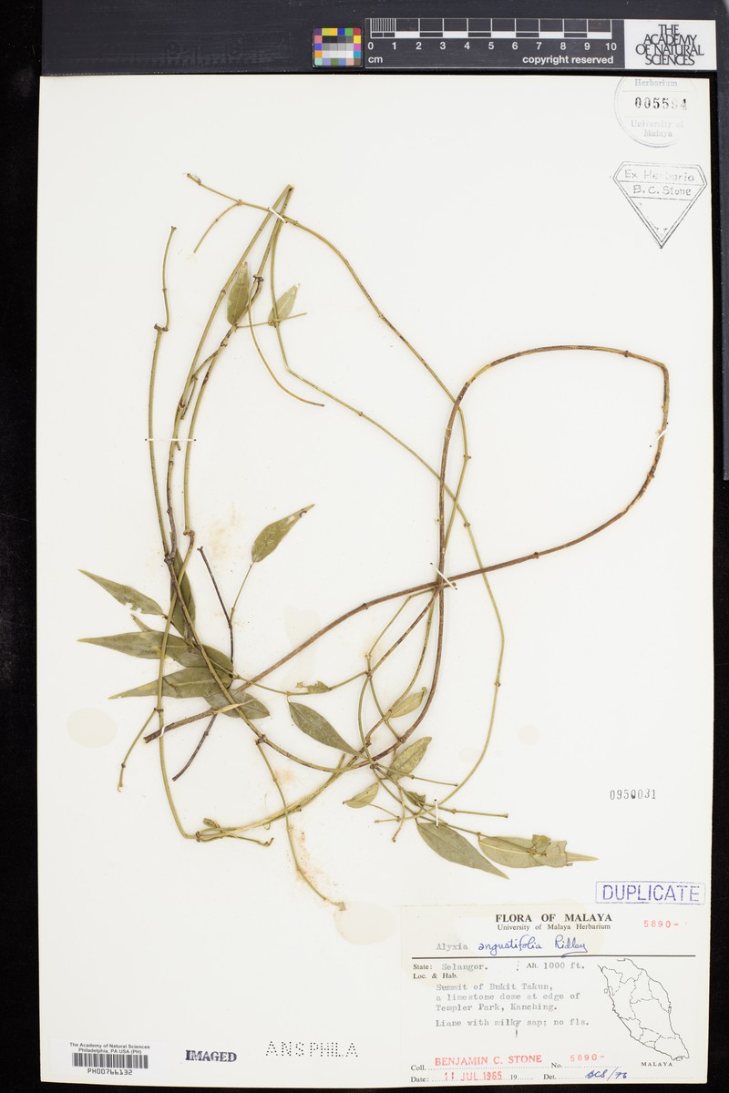 Alyxia angustifolia