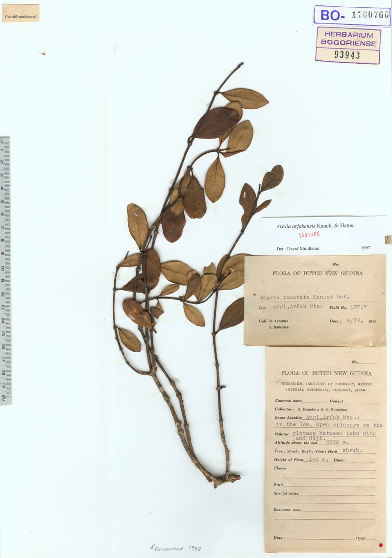 Alyxia arfakensis