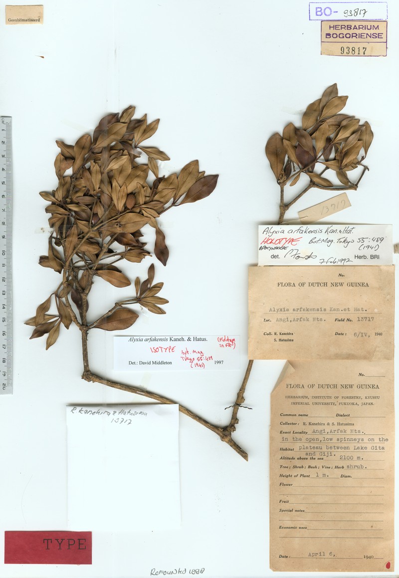 Alyxia arfakensis photo 2
