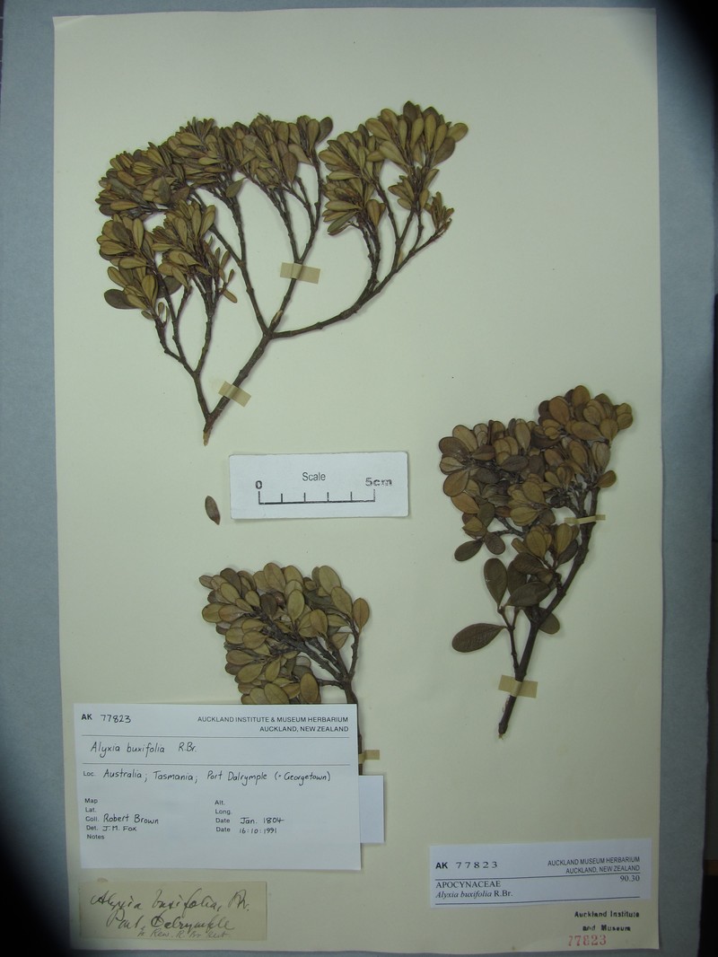 Alyxia buxifolia photo 2
