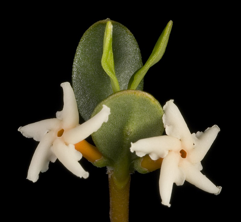 Alyxia buxifolia photo 3