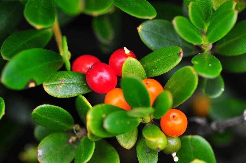 Alyxia buxifolia photo 4