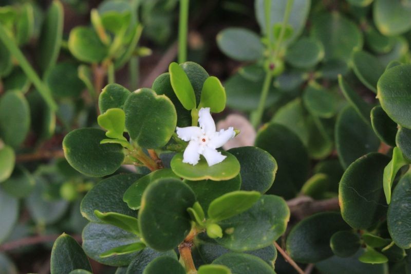 Alyxia buxifolia photo 5