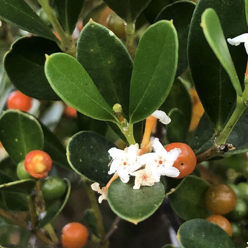 Alyxia buxifolia photo 6