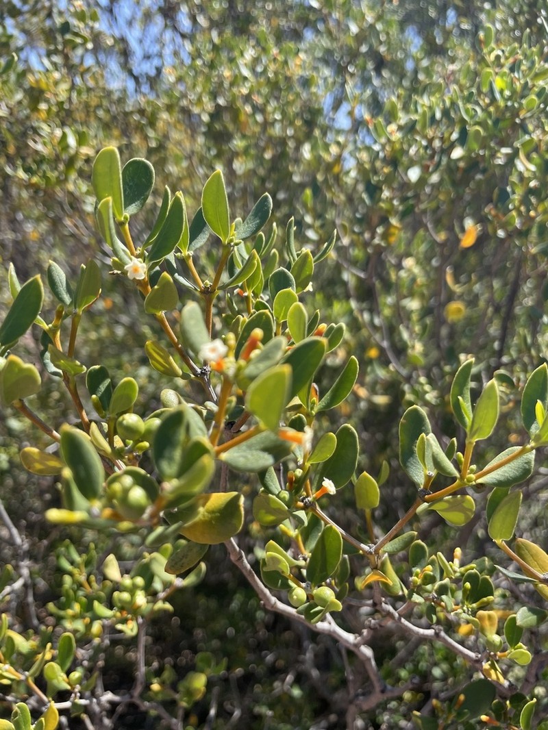 Alyxia buxifolia photo 7