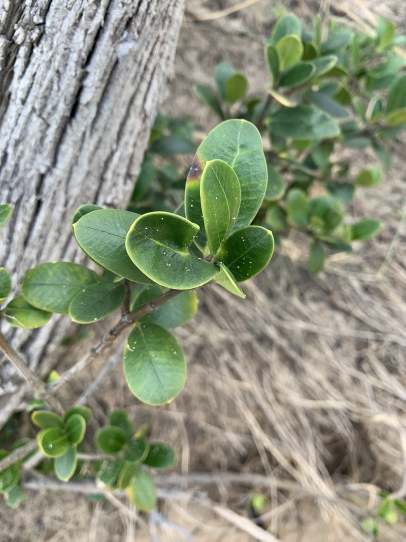 Alyxia buxifolia photo 8
