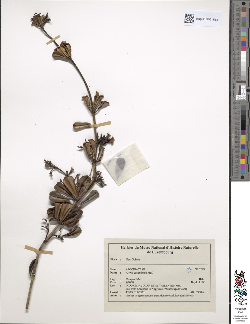 Alyxia cacuminum