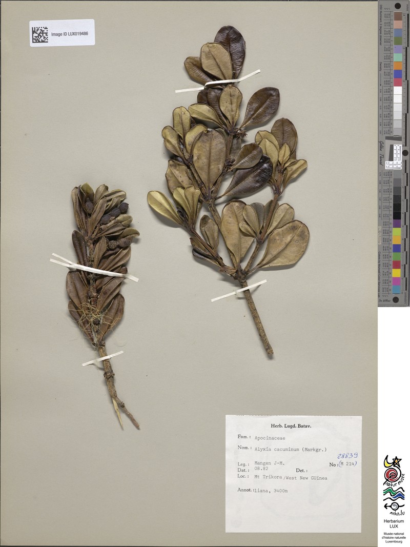 Alyxia cacuminum photo 3