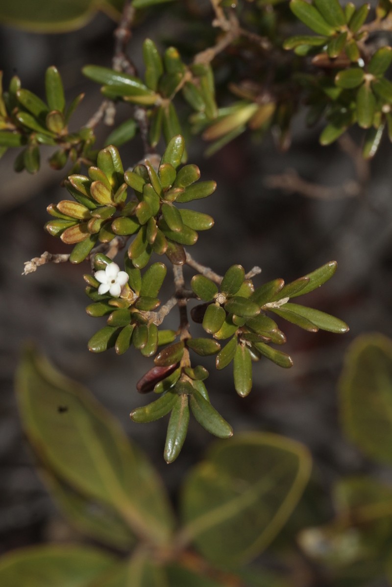 Alyxia caletioides photo 2