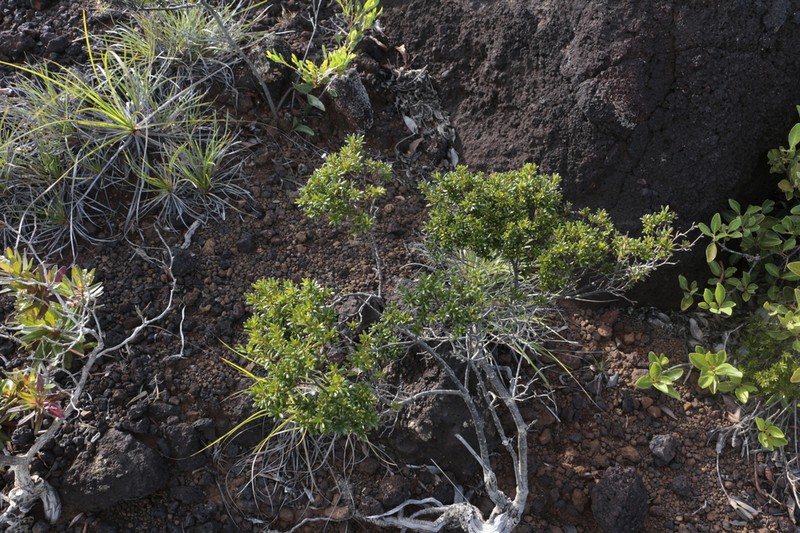 Alyxia caletioides photo 4