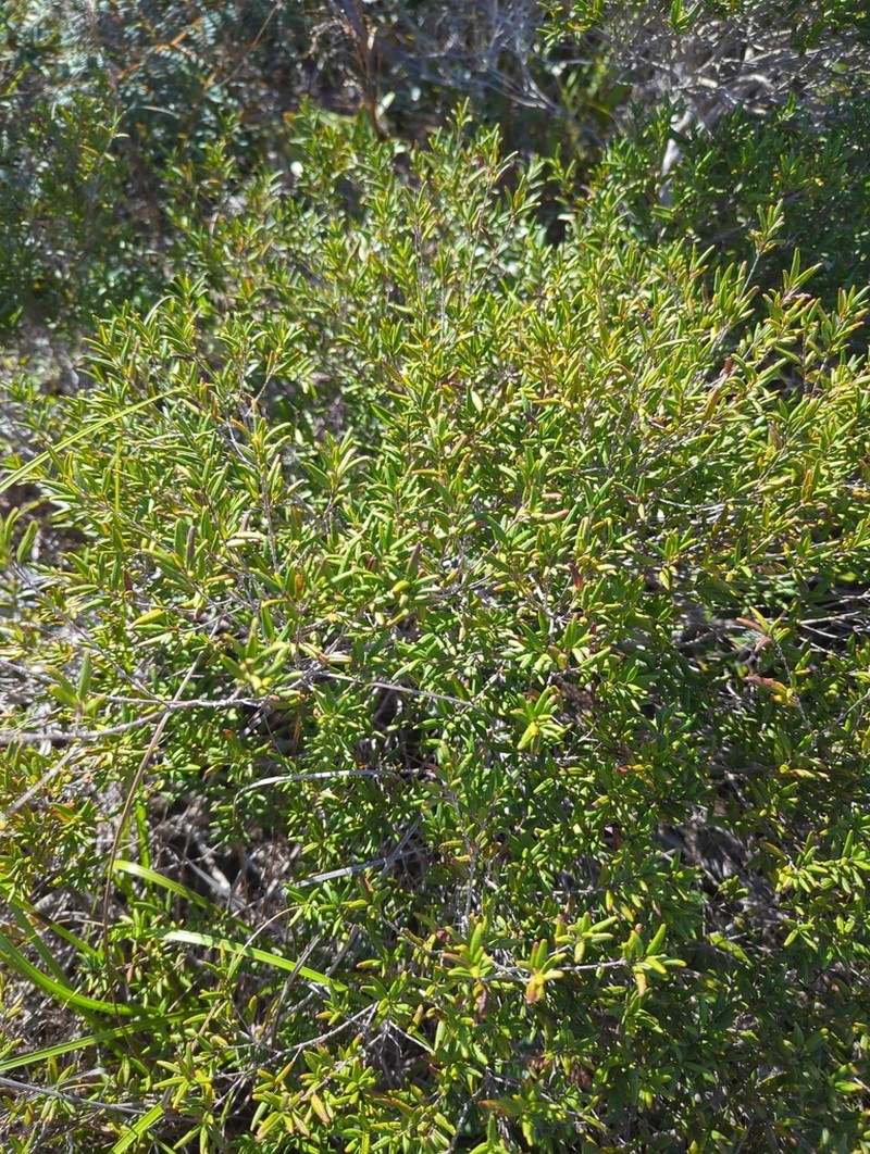 Alyxia caletioides photo 5