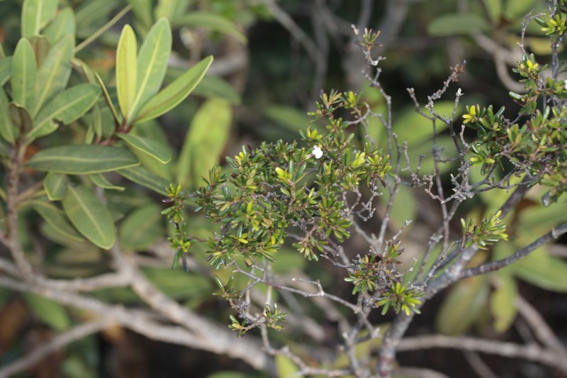 Alyxia caletioides photo 6