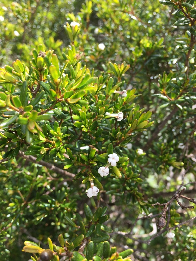 Alyxia caletioides photo 7