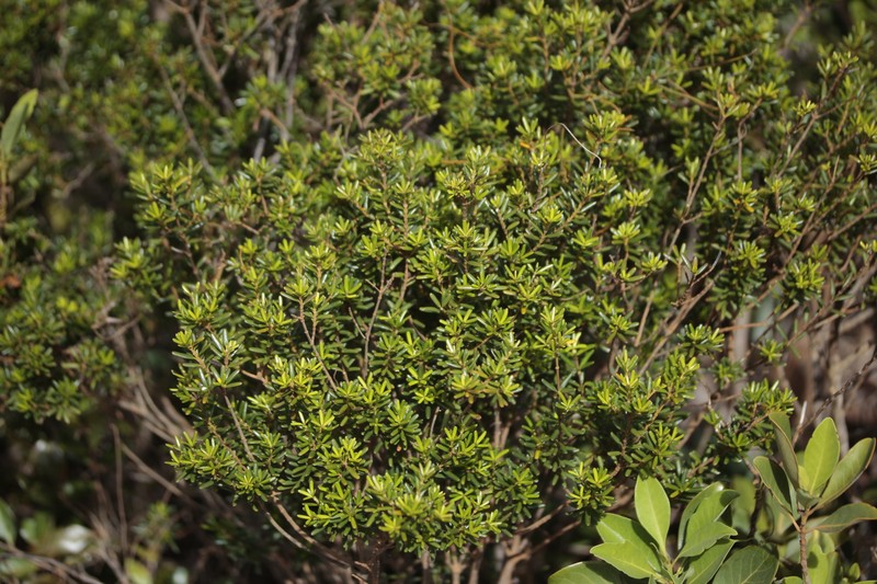 Alyxia caletioides photo 8