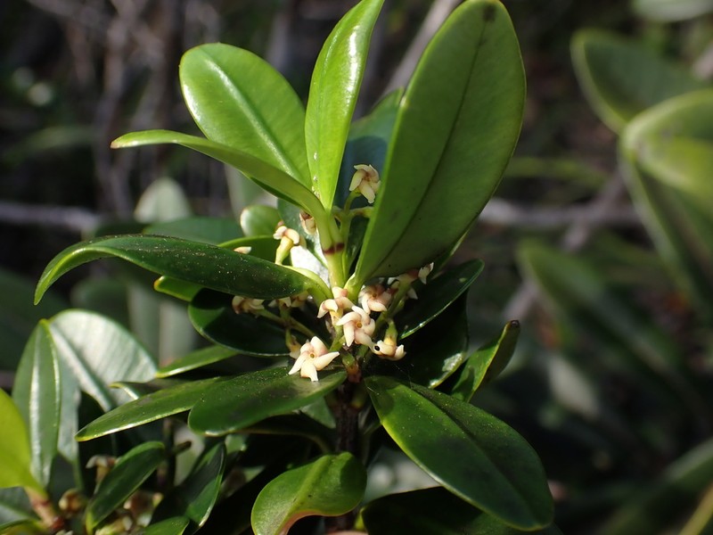 Alyxia clusiophylla photo 2