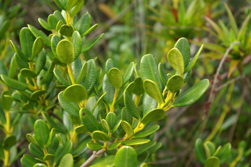 Alyxia clusiophylla photo 3