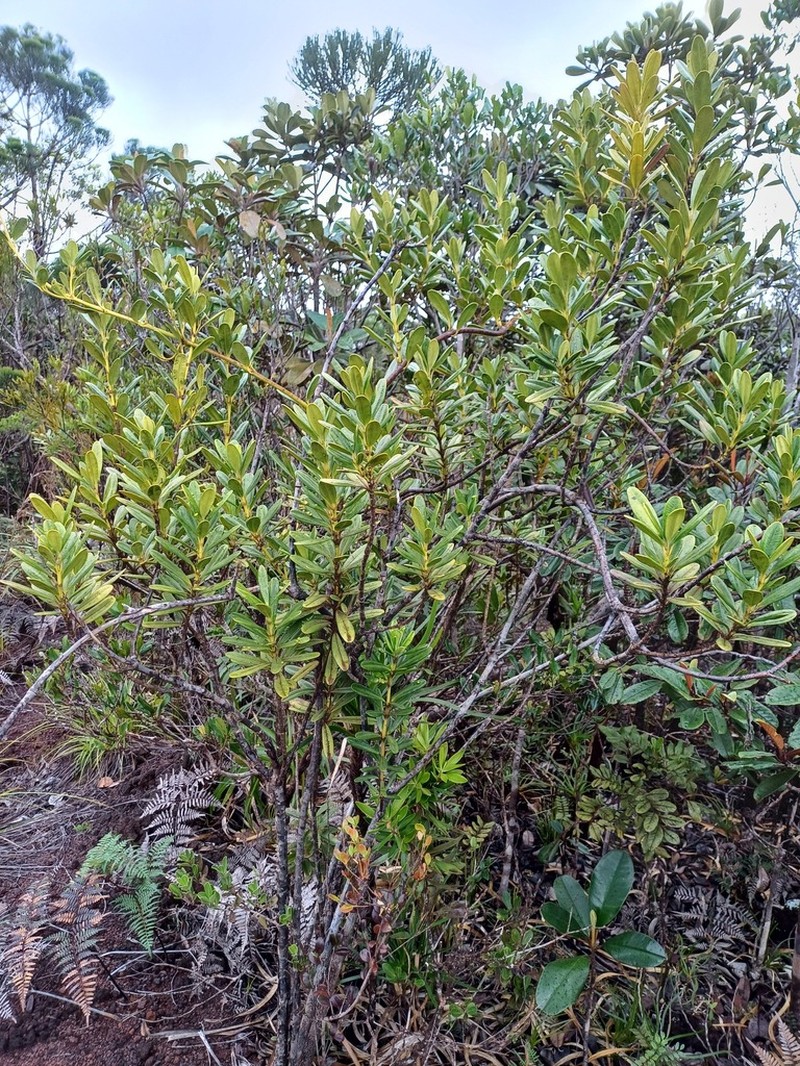 Alyxia clusiophylla photo 4