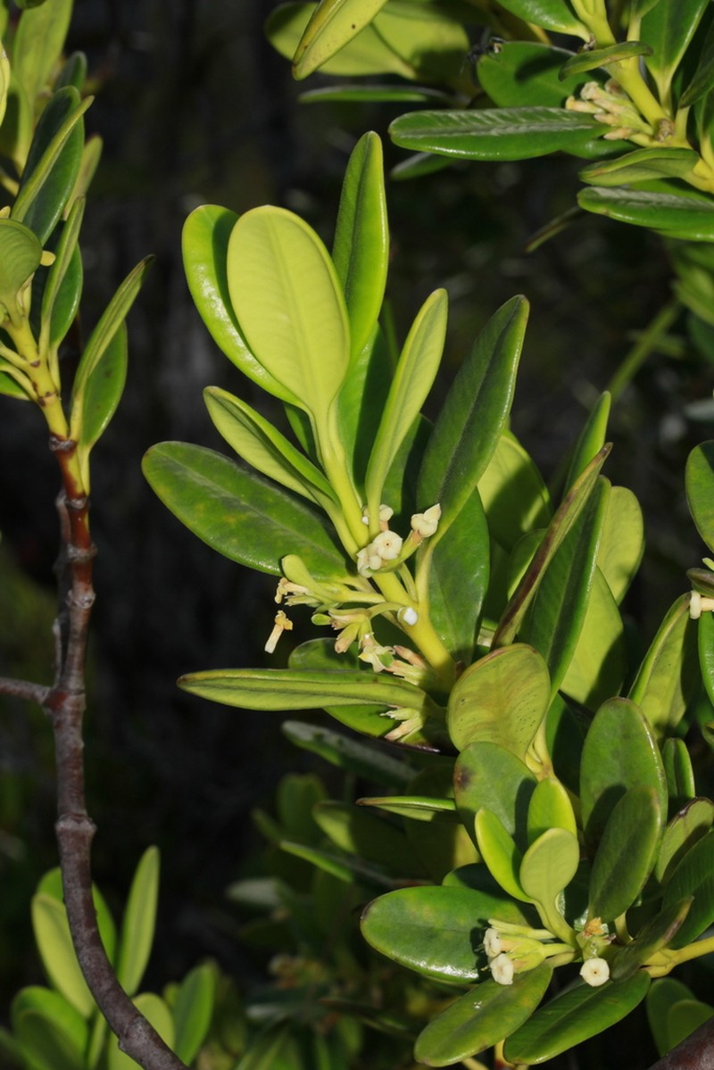 Alyxia clusiophylla photo 6
