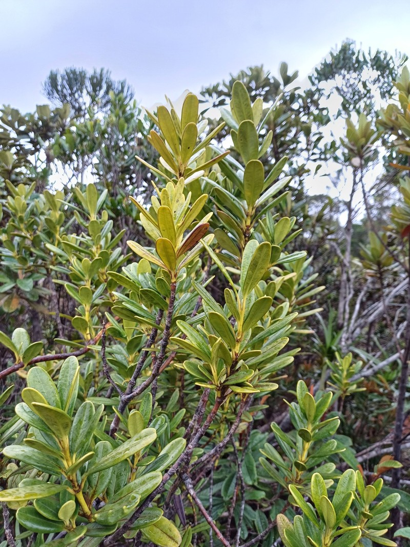 Alyxia clusiophylla photo 7