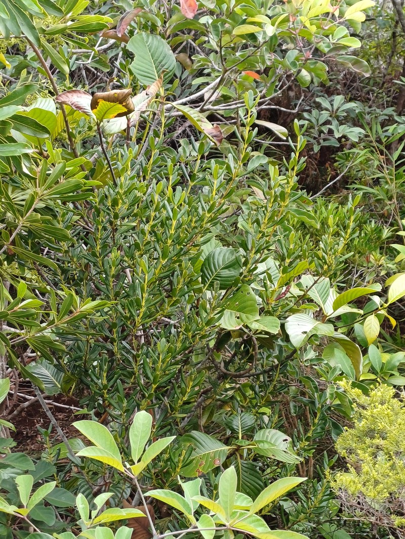 Alyxia clusiophylla photo 8