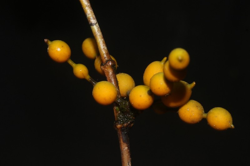 Alyxia concatenata