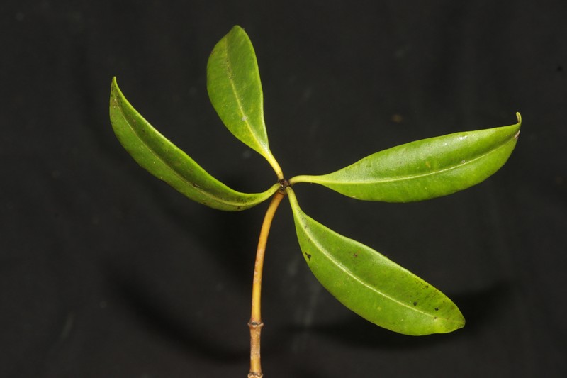 Alyxia concatenata photo 2