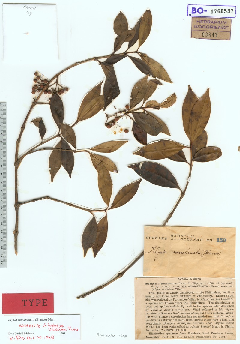 Alyxia concatenata photo 3