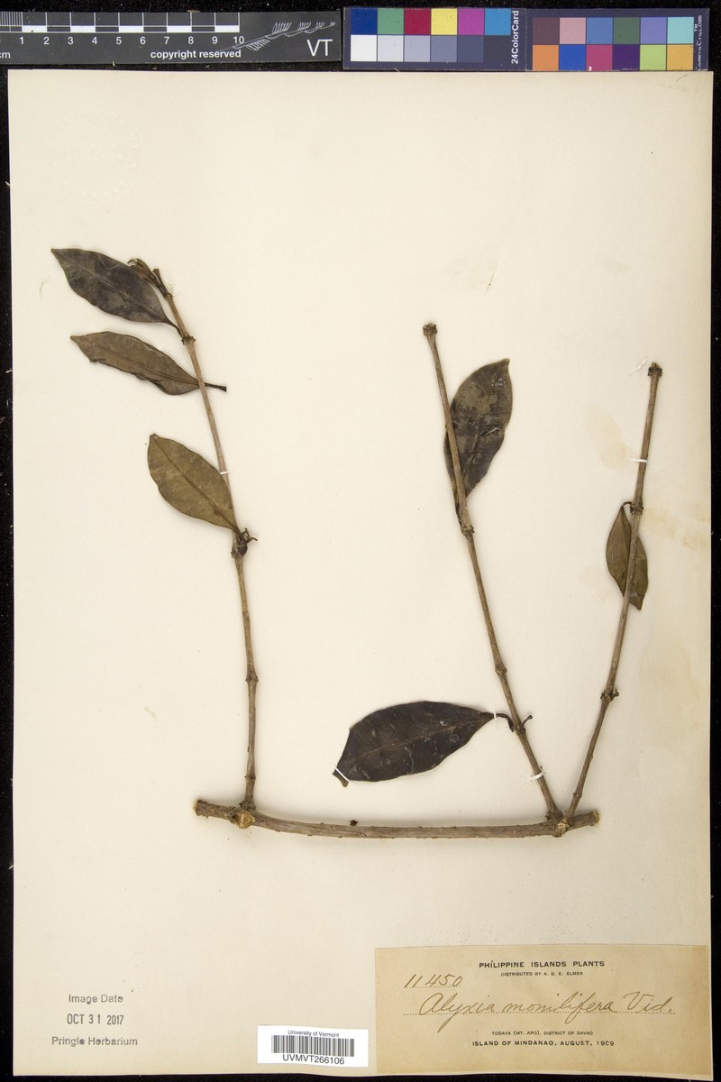 Alyxia concatenata photo 4