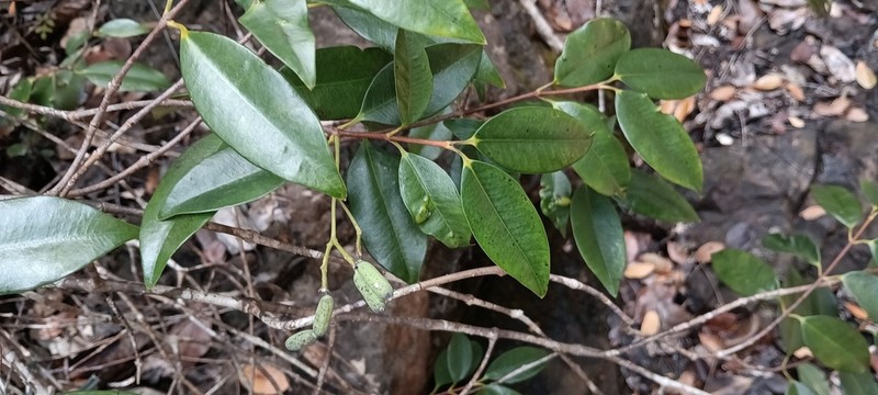 Alyxia cylindrocarpa