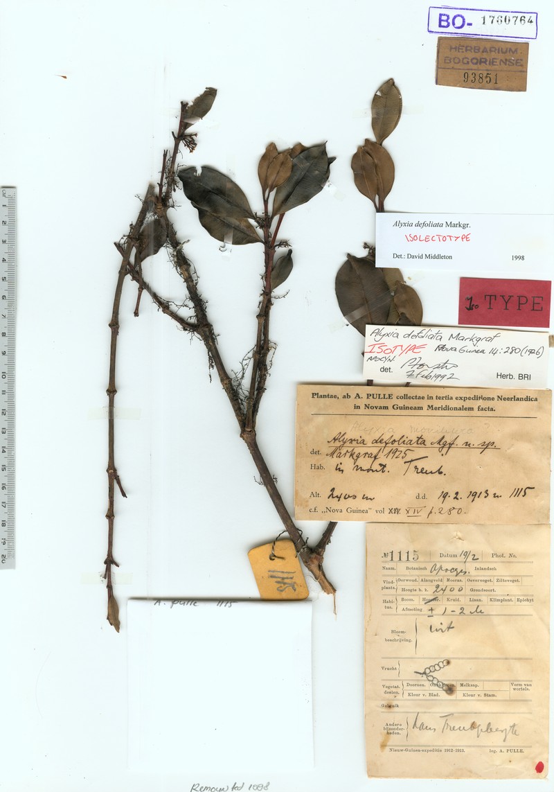 Alyxia defoliata