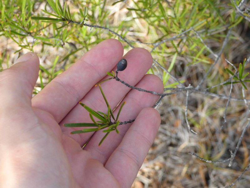 Alyxia dolioliflora