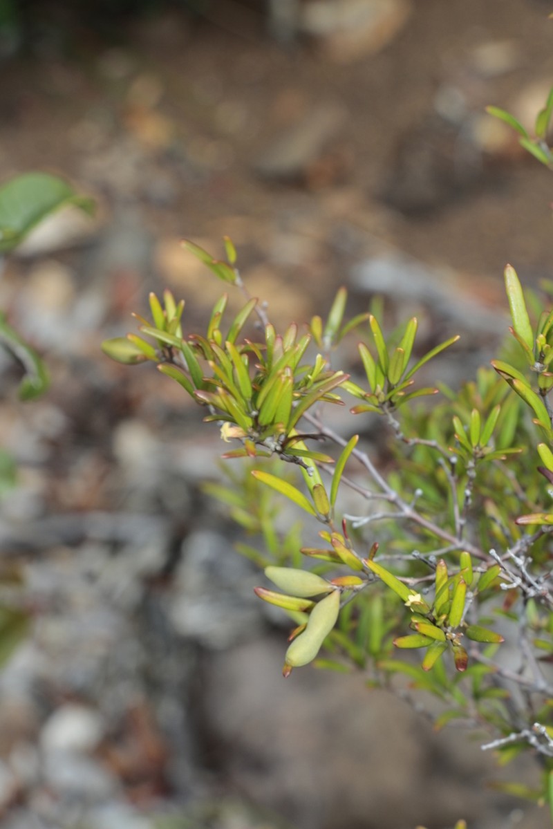 Alyxia dolioliflora photo 2