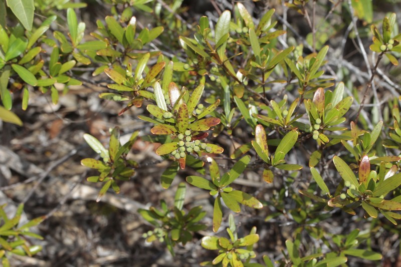 Alyxia dolioliflora photo 3