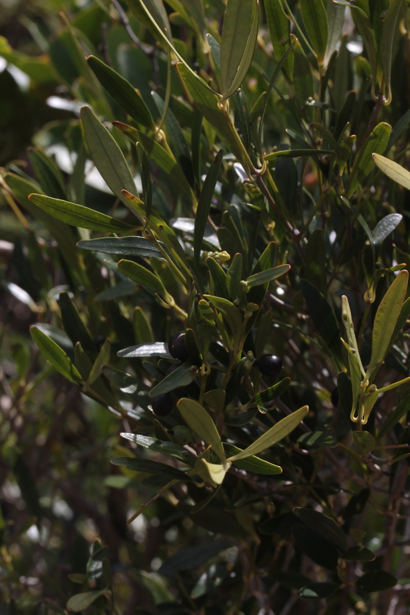 Alyxia dolioliflora photo 7
