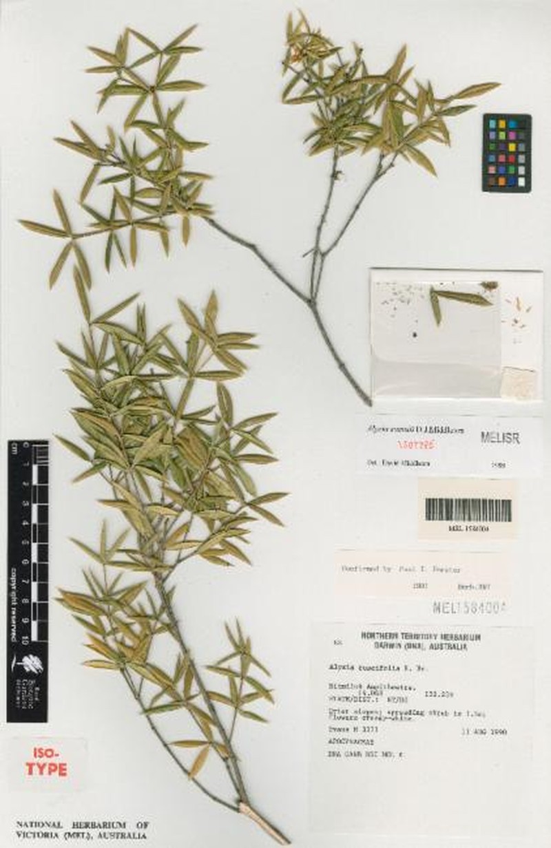 Alyxia evansii