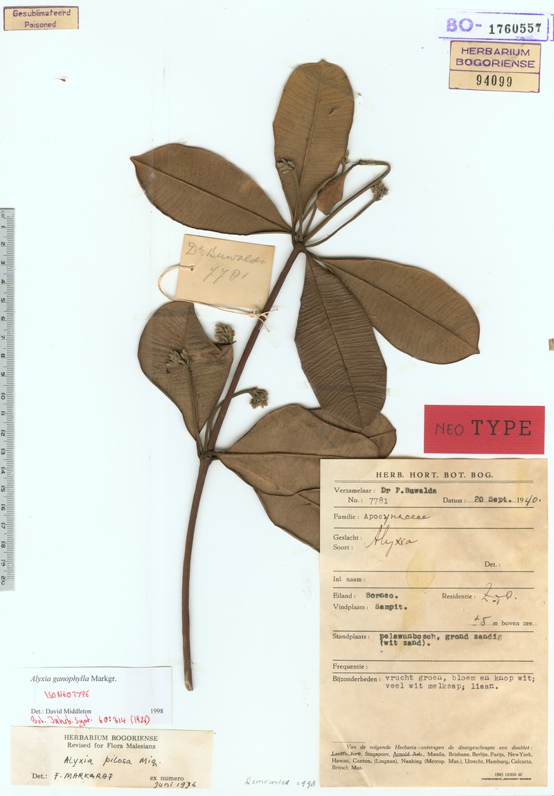 Alyxia ganophylla