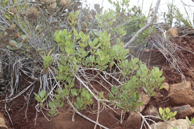 Alyxia glaucophylla