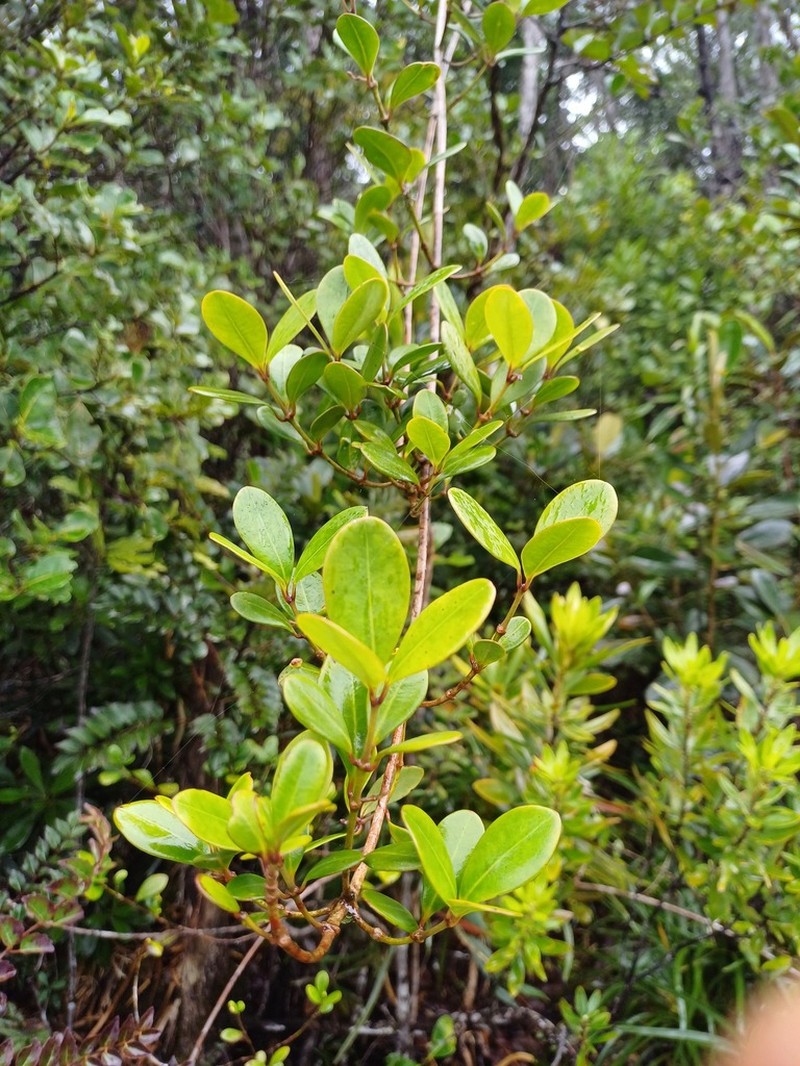 Alyxia glaucophylla photo 2